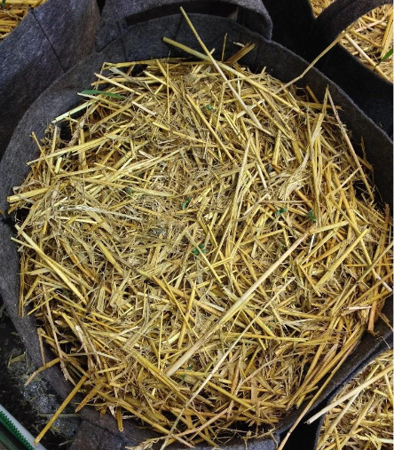 Buildasoil Barley Straw Mulch Fluffed Box