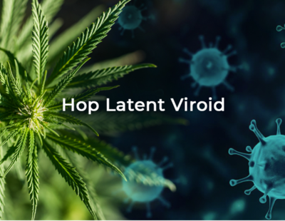 HLVd (Hop Latent Viroid Detection) Testing