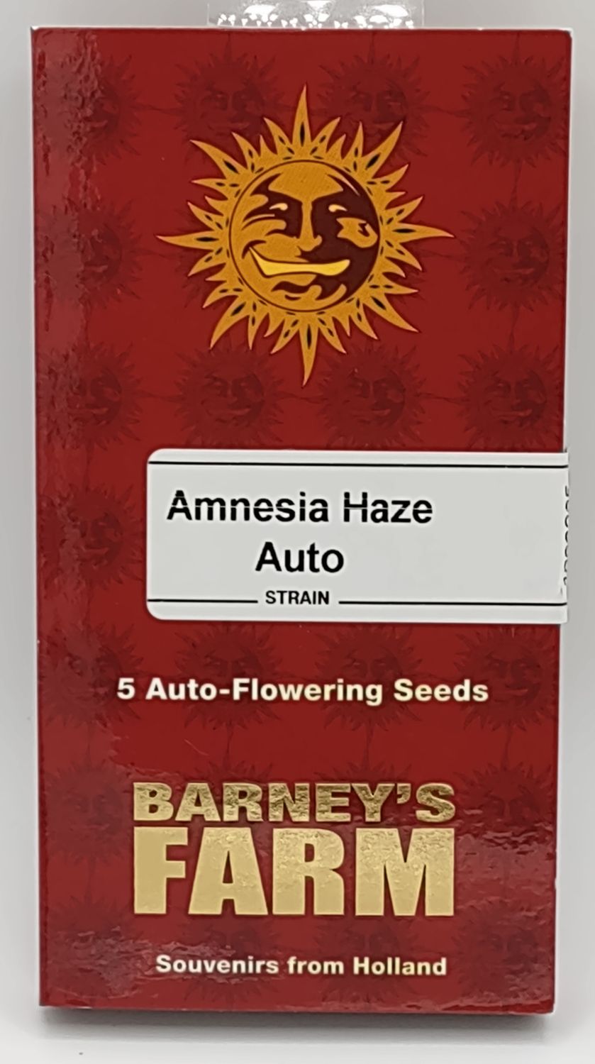 Barney&#39;s Farm Amnesia Haze Auto (F) 5 Pack