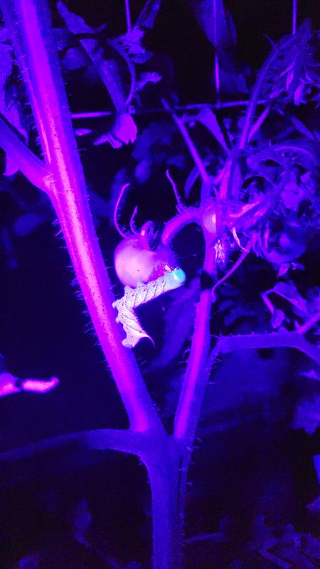 UV Flashlight