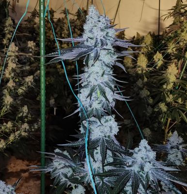 Shop Seeds