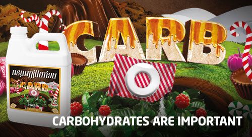 New Millenium Carb-O-Naria 1 Gal