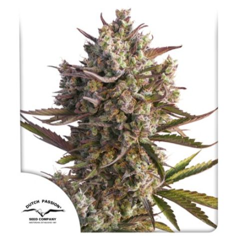 Dutch Passion Blueberry Autoflower 3pk (FEM,IND)
