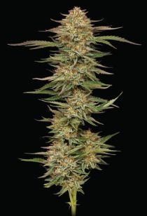HSC Orange Cream Pop (F) 5 Pack