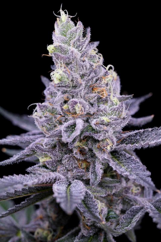 Sin City Seeds Scrumdiddlyumptious (F,ID) 7 Pack