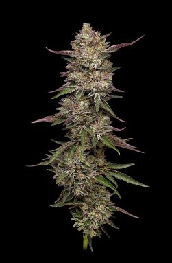 Humboldt Seed Company Guzzlers (F) Photoperiod - 5 Pack