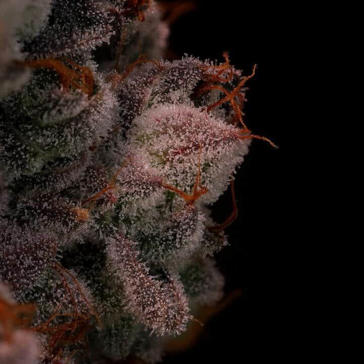 Twenty20 Mendocino Sparklets F2 photo (Fem) 2 pack (1)