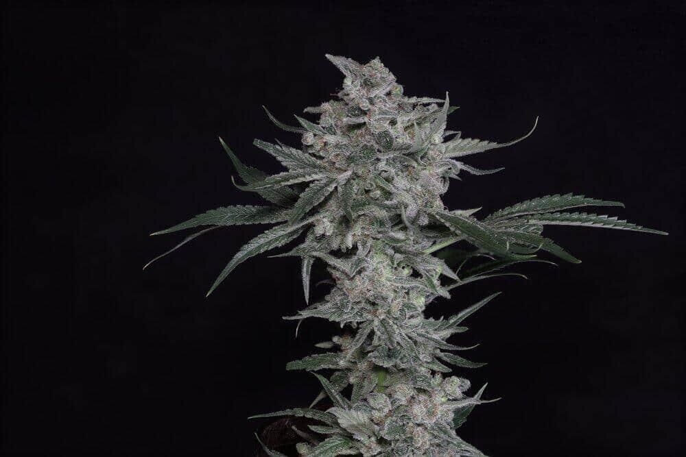 Twenty20 Mendocino Trainwreck (Arcata Cut) photo (Fem) 3 pack (1)