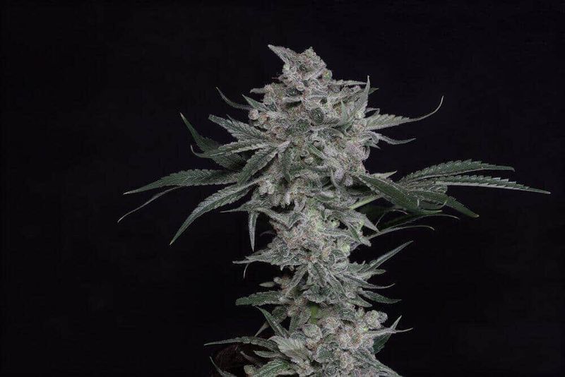 Twenty20 Mendocino Trainwreck (Arcata Cut) photo (Fem) 3 pack (1)