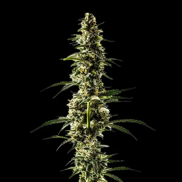 Lemon Skunk Photoperiod (F) - 2 pack
