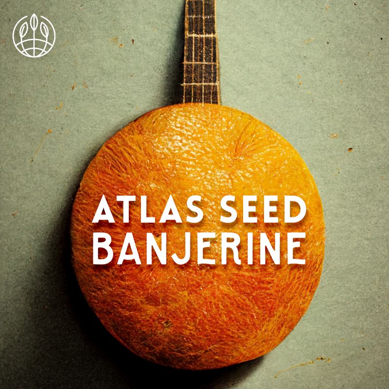 Banjerine FAST - 3 pack (Fem)