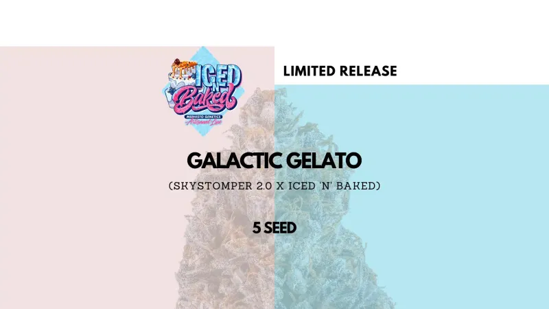 Galactic Gelato Auto [Limited] - 5 pack (Fem)