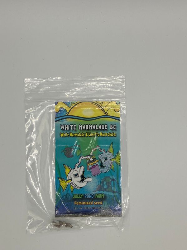 White Marmalade BC (White Marmalade x Limetta Marmalade) 3 Feminized Photoperiod Seeds