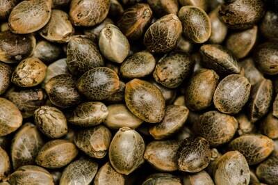 All Seeds