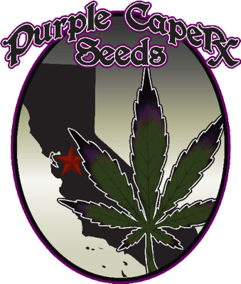 Purple Caper