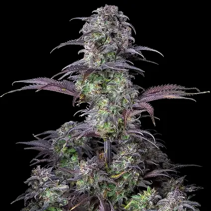 Fastbuds Original Blueberry Auto 3pk (Fem)