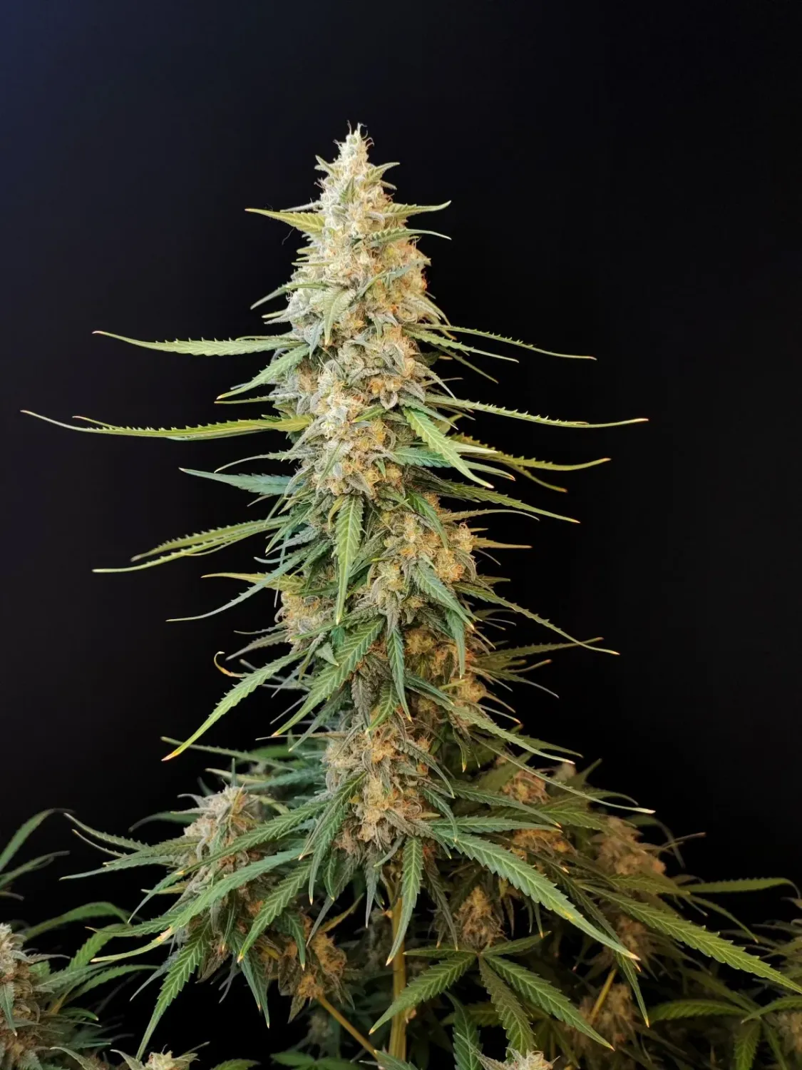 Fastbuds Original Sour Diesel Auto 3pk (Fem)