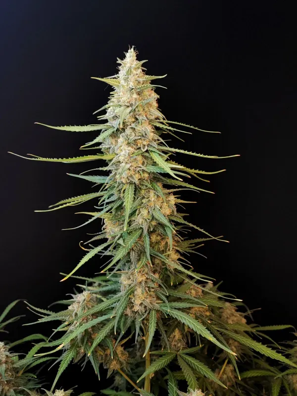 Fastbuds Original Sour Diesel Auto 3pk (Fem)