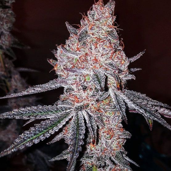 Ethos Strawberry OG Cookies R1 (F) 5 Pack