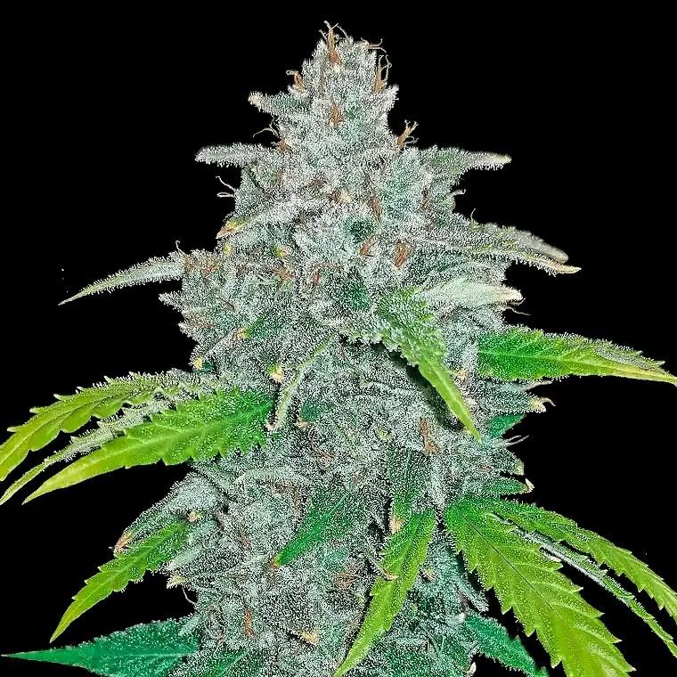 Blue Dream Auto [Formerly Blue Dream’matic Auto]