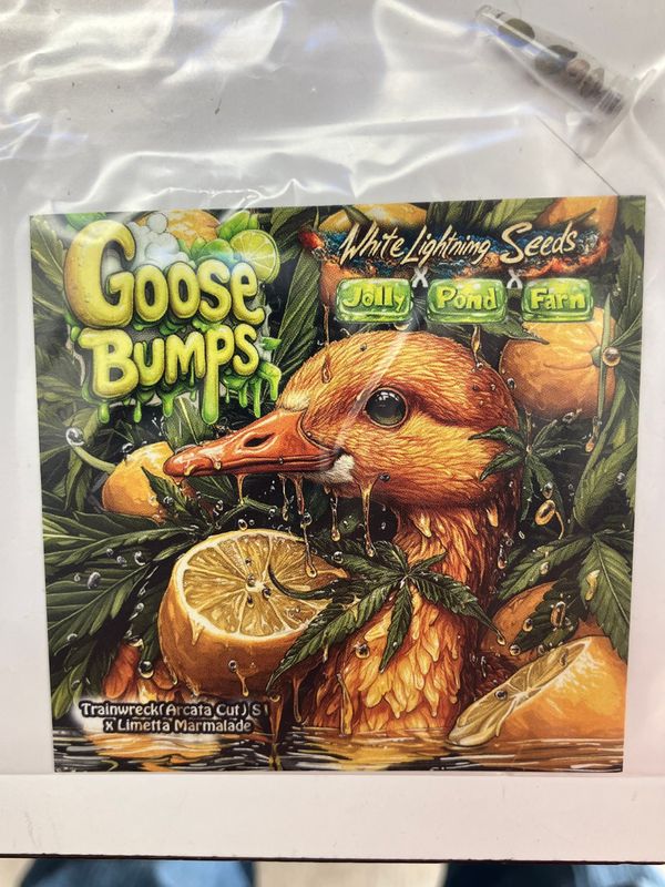 Goose Bumps (Trainwreck x Limetta Marmalade) 3 Feminized Photoperiod Seeds