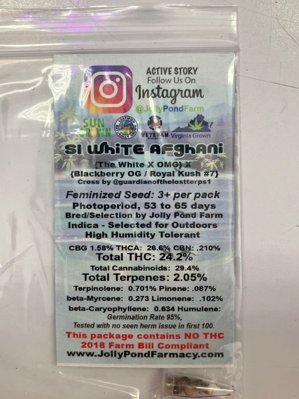 Jolly Pond Farm S1 White Afghani ([The White x OMG] x [Blackberry OG / Royal Kush #7]) 3 Feminized Photoperiod Seeds