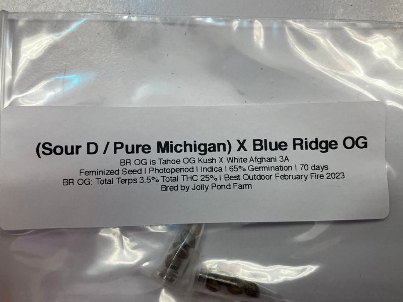 (Sour D / Pure Michigan) X Blue Ridge OG - 3 Feminized Photoperiod Seeds