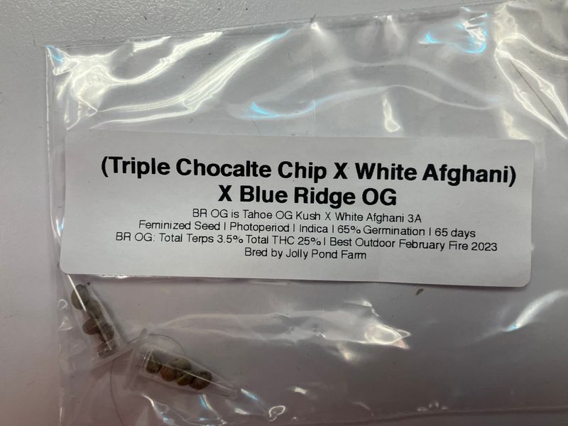 (Triple Chocolate Chip x White Afghani) X Blue Ridge OG - 3 Feminized Photoperiod Seeds