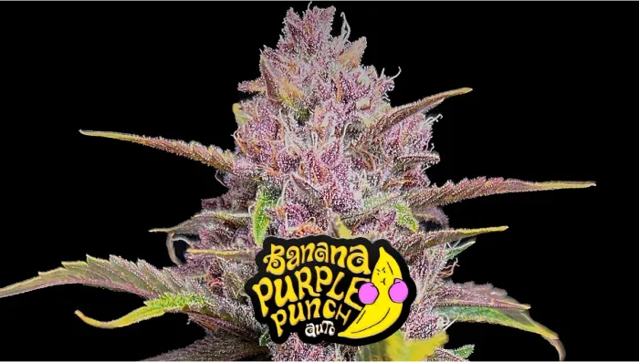 Fastbuds Banana Purple Punch Autoflower 3pk (Fem)