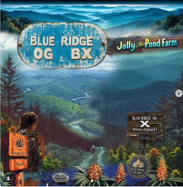 Jolly Pond Farm Blue Ridge OG BX - 12+ Regular Seeds