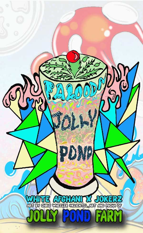 Jolly Pond Farm Falooda (White Afghani x Jokerz) - 3 Feminized Photoperiod Seeds