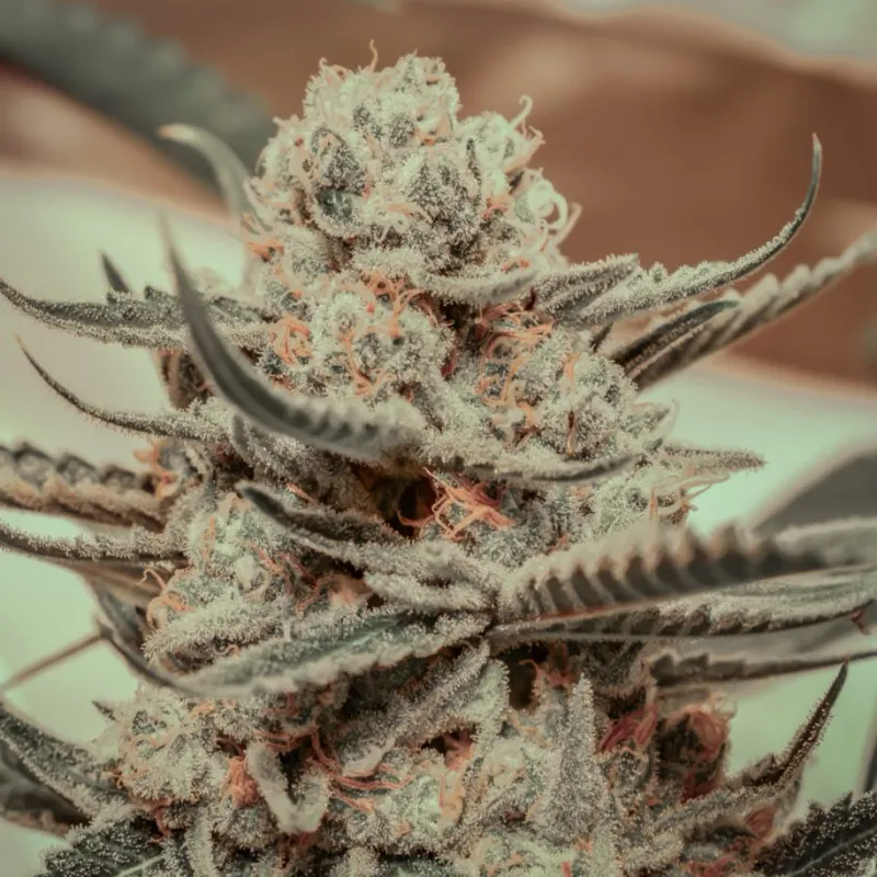 Brothers Grimm Killer Queen (F) - 3 pack