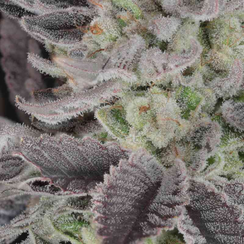 Twenty20 Mendocino Curve Breaker Photo (Fem) - 6 Pack