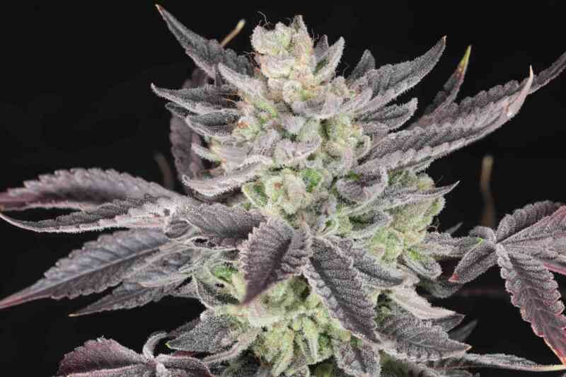 Twenty20 Mendocino Curve Breaker Photo (Fem) - 6 Pack