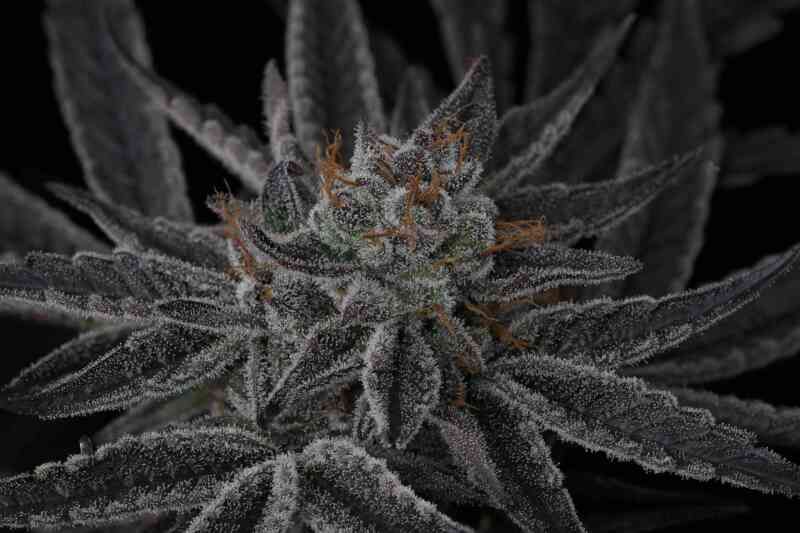 Twenty20 Mendocino Sparkleface F2 photo (Fem) - 3 Pack