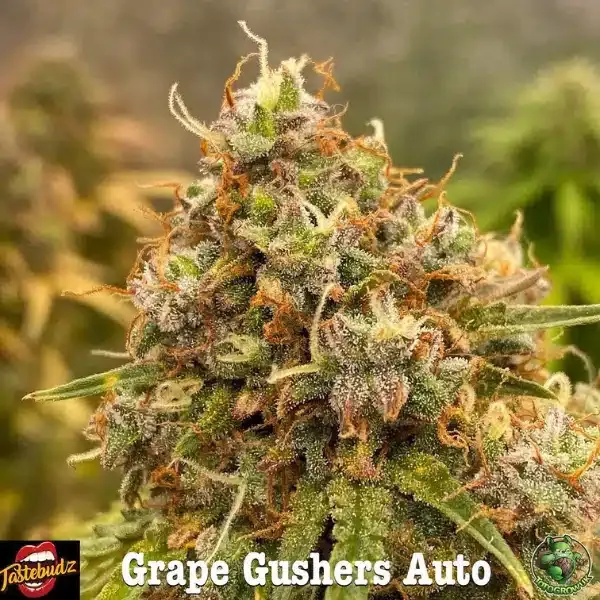 Tastebudz Grape Gushers Auto - Fem 5 pack