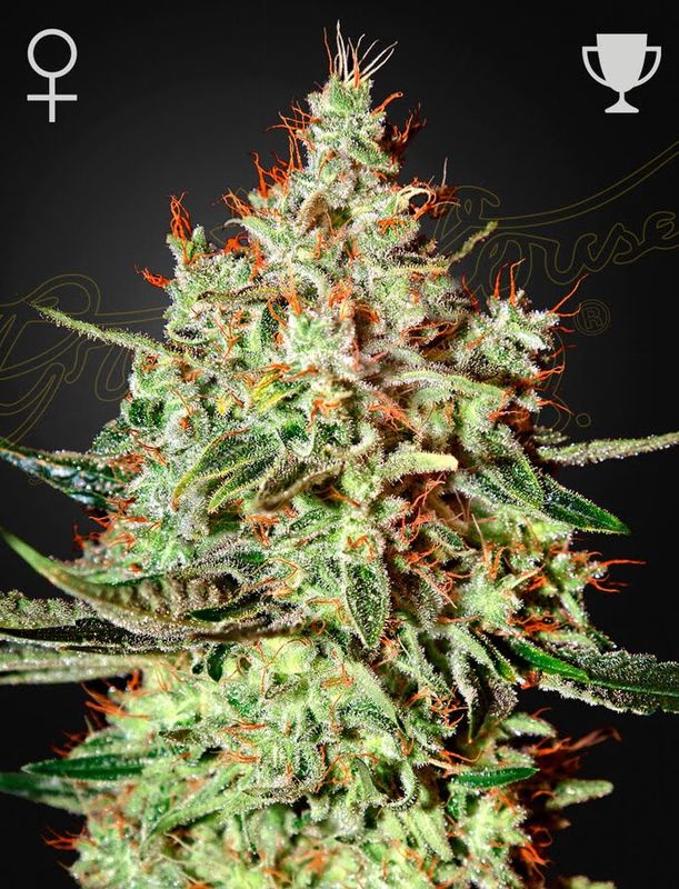 Green House Seed Co - Trainwreck (Clone only strain, Arcata California) Photoperiod 5-Pack Fem