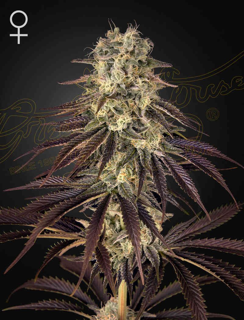 Green House Seed Co - Kong's Krush (Banana Punch x Wonder Pie) Photoperiod 5-Pack Fem