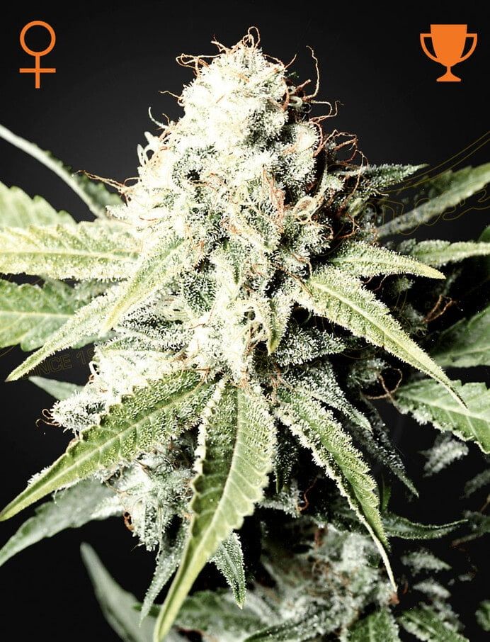 Green House Seed Co - Great White Shark (Super Skunk x Brazilian x South Indian) Photoperiod 5-pack Fem