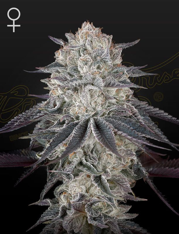 Green House Seed Co - Fullgas (Exodus Cheese x Sherbert OG) Photoperiod 5-Pack Fem