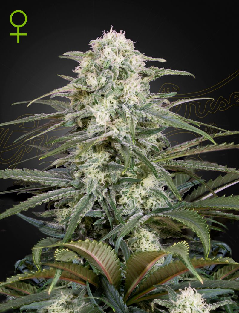 Green House Seed Co - White Widow Auto (White Widow x Ruderalis) Autoflower 5-Pack Fem