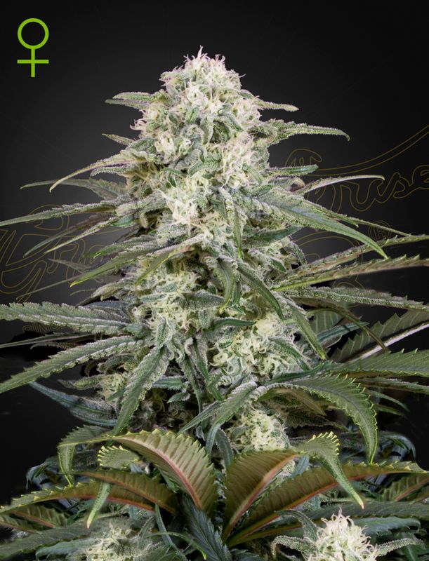 Green House Seed Co - White Widow Auto (White Widow x Ruderalis) Autoflower 5-Pack Fem