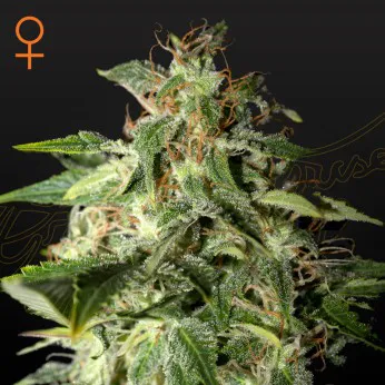 Green House Seed Co - Afgooey (Afghan x Maui Haze) Photoperiod 5-pack Fem