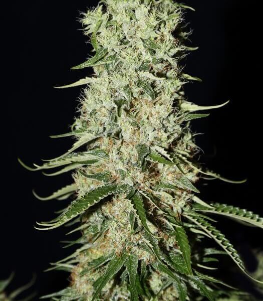 Green House Seed Co - Damnesia (AMS x Amnesia Haze) Photoperiod 5-Pack Fem