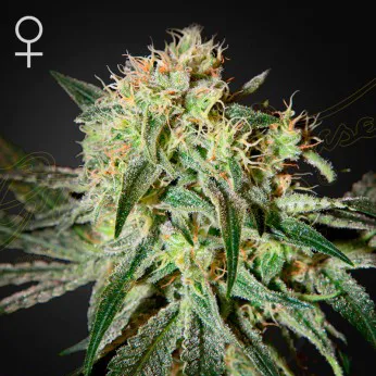 Green House Seed Co - Damnsour (Sour Sage) Photoperiod 5-Pack Fem