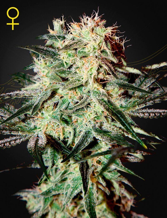 Green House Seed Co - Arjan's Strawberry Haze (Swiss Sativa x NL5 Haze Mist) Photoperiod 5-Pack Fem