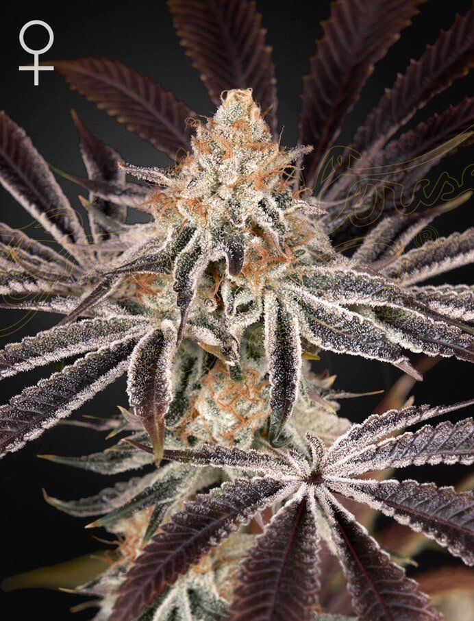 Green House Seed Co - Dark Phoenix (Trainwreck x Jack Herer) Photoperiod 5 pack - Fem
