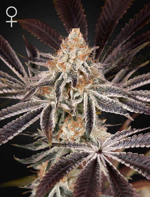 Green House Seed Co - Dark Phoenix (Trainwreck x Jack Herer) Photoperiod 5 pack - Fem