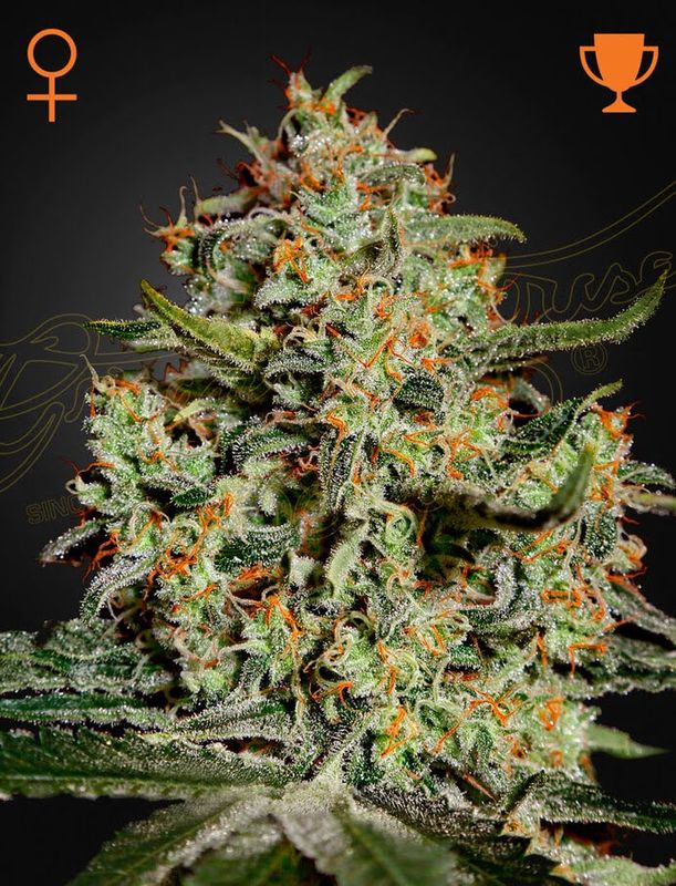 Green House Seed Co - Big Bang (Skunk x NL x El Nino) Photoperiod 5-pack Fem