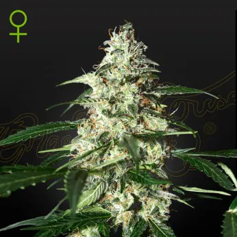 Green House Seed Co - Skunk Auto (Skunk x Ruderalis) Autoflower 5-Pack Fem